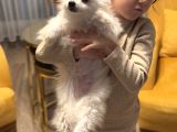 Pomerian Köpeğimiz