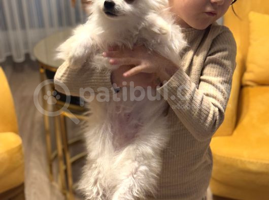 Pomerian Köpeğimiz görsel