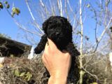 Black Toy Poodle Teacup Özel Seri̇