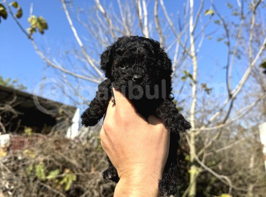 Black Toy Poodle Teacup Özel Seri̇ görsel