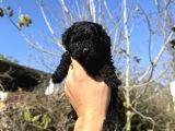 Black Toy Poodle Teacup Özel Seri̇