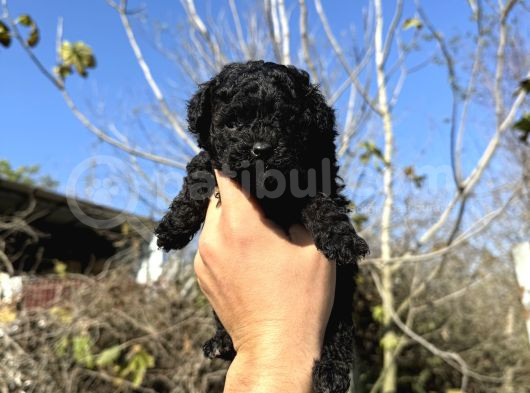 Black Toy Poodle Teacup Özel Seri̇ görsel