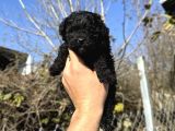 BLACK TOY POODLE TEACUP ÖZEL SERİ