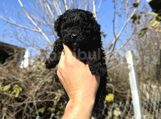 Black Toy Poodle Teacup Özel Seri̇