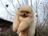 Pomerani̇an Boo Ayi Surat Ömür Boyu Garanti̇li̇