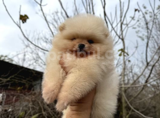 Pomerani̇an Boo Ayi Surat Ömür Boyu Garanti̇li̇ görsel