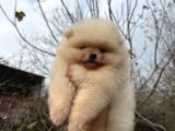 Pomerani̇an Boo Ayi Surat Ömür Boyu Garanti̇li̇