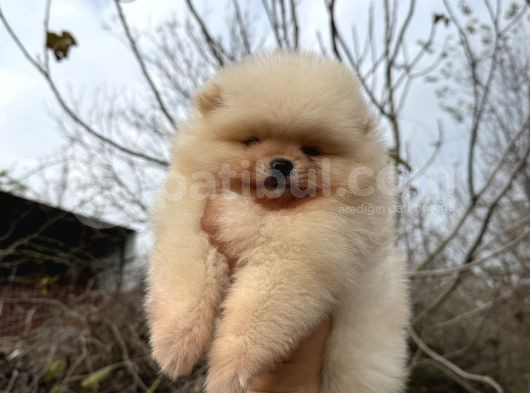 Pomerani̇an Boo Ayi Surat Ömür Boyu Garanti̇li̇ görsel