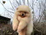 Pomerani̇an Boo Ayi Surat Ömür Boyu Garanti̇li̇