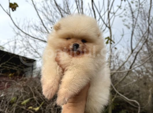 Pomerani̇an Boo Ayi Surat Ömür Boyu Garanti̇li̇ görsel