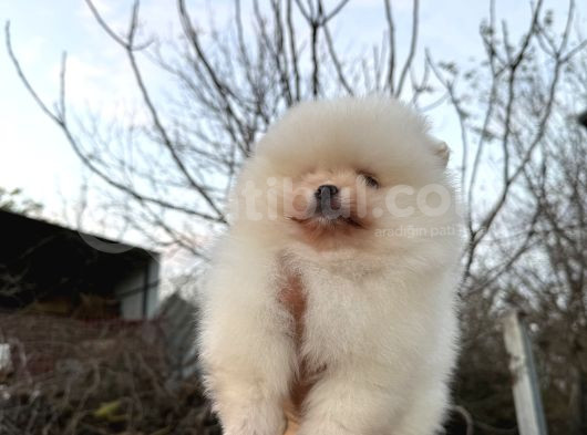 Pomerani̇an Boo Ayi Surat Ömür Boyu Garanti̇li̇