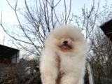 Pomerani̇an Boo Ayi Surat Ömür Boyu Garanti̇li̇