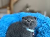 Scottish Fold Blue Yavrular
