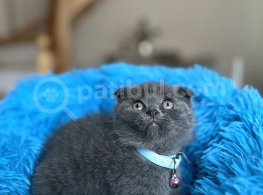 Scottish Fold Blue Yavrular görsel
