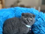 Scottish Fold Blue Yavrular