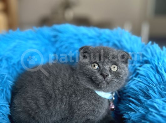 Scottish Fold Blue Yavrular görsel