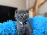 Scottish Fold Blue Yavrular