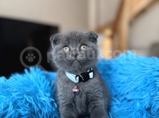 Scottish Fold Blue Yavrular görsel