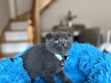 Scottish Fold Blue Yavrular