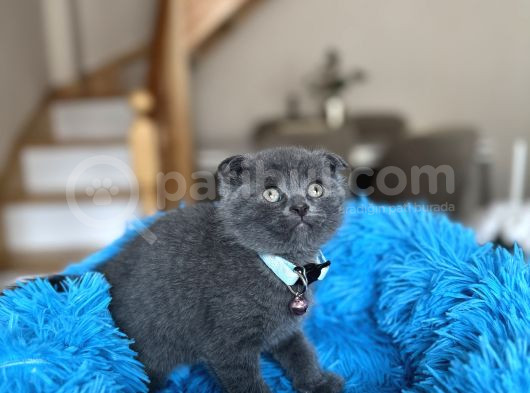 Scottish Fold Blue Yavrular görsel