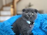 Scottish Fold Blue Yavrular