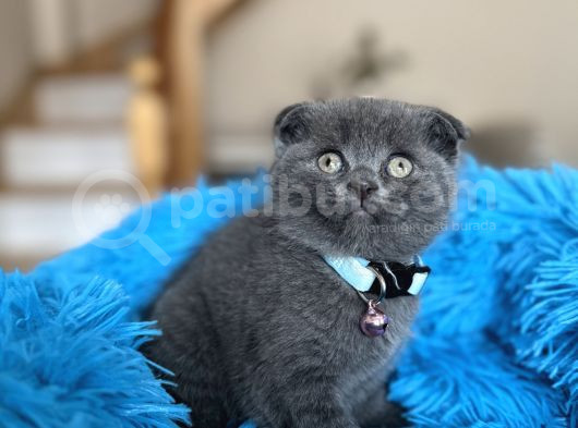 Scottish Fold Blue Yavrular