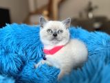 British Shorthair Bluepoint Yavrular