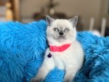 British Shorthair Bluepoint Yavrular