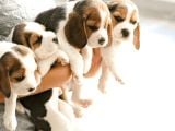 Beagle Yavrularımız Yuva Arıyor 