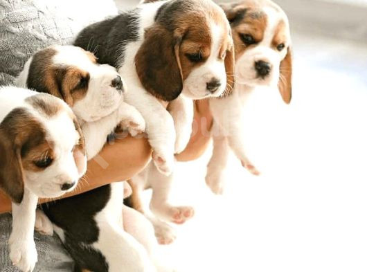 Beagle Yavrularımız Yuva Arıyor 