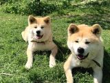 Akita -Muhteşem Safkan Yavrular