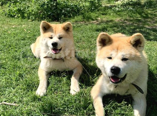 Akita -Muhteşem Safkan Yavrular görsel