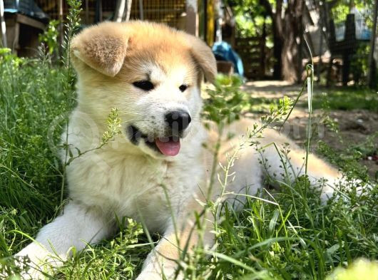 Akita -Muhteşem Safkan Yavrular görsel