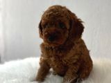 Peluş Görünüm Sağlık Ve Irk Garantili Toy Poodle Yavrularım