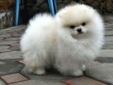 Pomerrian Boo Yavrularımız Sevimli Yavrular