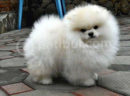 Pomerrian Boo Yavrularımız Sevimli Yavrular görsel
