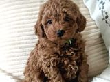 2 ve 3 kg garantisi altında TOOY POODLE  CİNSİ YAVRULAR