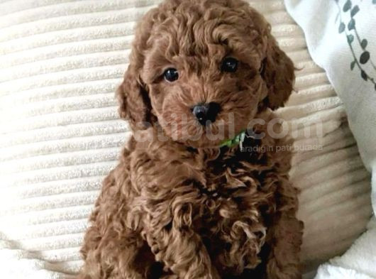 2 Ve 3 Kg Garantisi Altında Tooy Poodle  Ci̇nsi̇ Yavrular