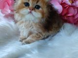 British Longhair Dişi