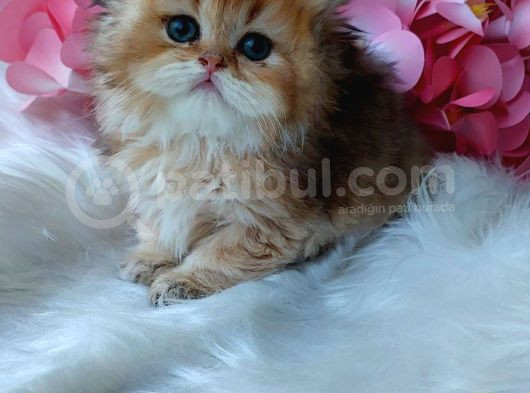 British Longhair Dişi görsel