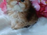 British Longhair Dişi