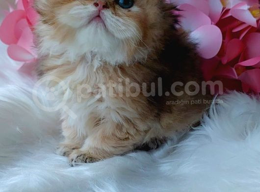 British Longhair Dişi görsel