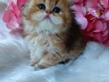 British Longhair Dişi
