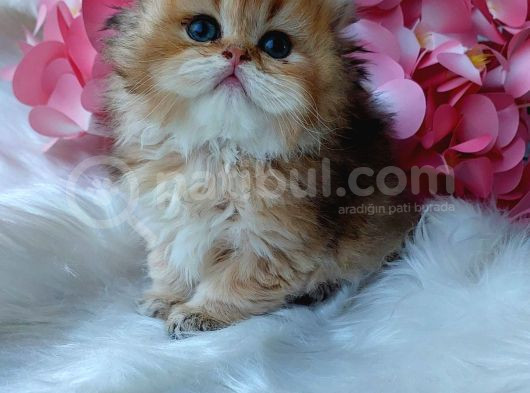 British Longhair Dişi