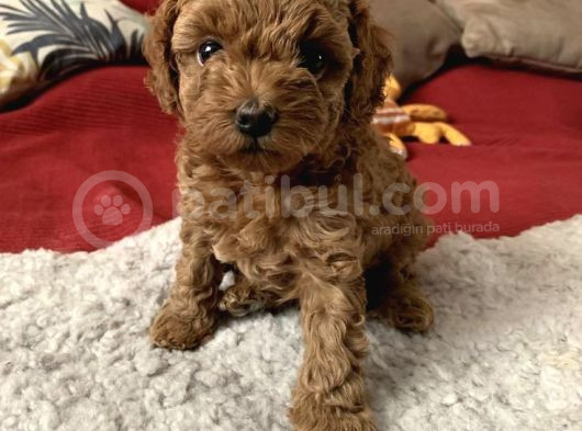 Teacup 2 Kg Garanti̇si̇ Altinda Kirmizi Red Tooy Poodle görsel