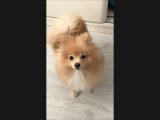 pomerian boo
