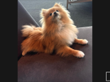 Pomerian Boo