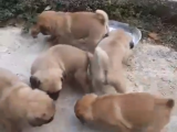 Sağlik Garanti̇li̇ Pug Yavrular