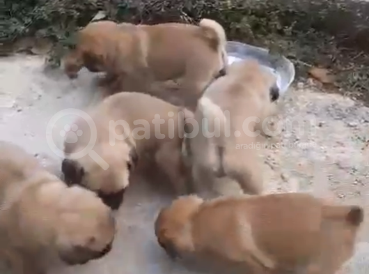 Sağlik Garanti̇li̇ Pug Yavrular görsel