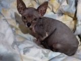 Mükemmel Kali̇tede Sphynx Stenks Yavrular